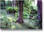 The dense forest of West Woods.