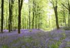 East Wansdyke inside West Woods.