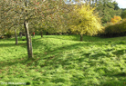 Wansdyke near Compton Dando, running through an orchard at ST654 643