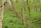 Still at Stantonbury Hill, nearer the bottom of the hill were it is very overgrown.