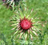 Thistle