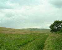 Wansdyke near Shaw