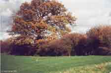 The line of Wat's Dyke, marked by a hedgerow, near Wrexham.